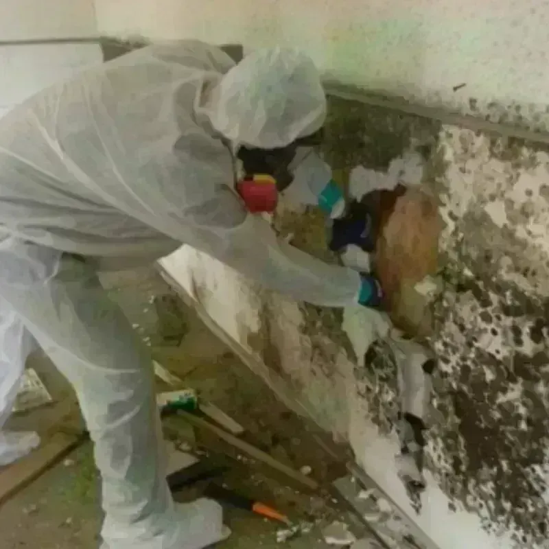 Mold Remediation and Removal in Riddle, OR